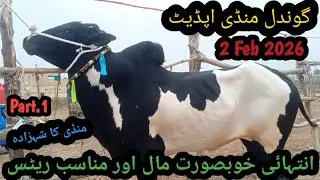 Gondal Mandi today update| 2 feb 2026|gondal Mandi ka shazada Qurbani collection|@safdartv 
