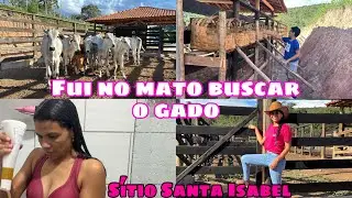 FUI BUSCAR O GADO NO MATO! BOI TAVA BRAVO 😡 AS GALINHAS EST&Atilde;O CHOCANDO 100 OVOS🙏🏻