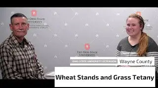 Winter Wheat Stands and Grass Tentany