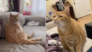 Every Disaster At Home Leads Back To The Cat 😂 Funny Cats Videos 2025 🐱