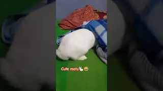Tumhe aankho me basaya tumhe dil me basaya🐇😅#rabbit#highlights#bunny #funny#youtubeshorts #youtube