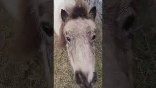12/23/25 Saying hi to Smudge and the other Littles