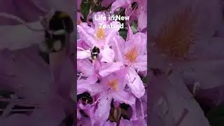 Purple/Pink spring Rhododendron in New Zealand