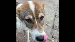 The stray dogs show appreciation by wagging tail strongly..💖😉 #straydogs #shorts #cute