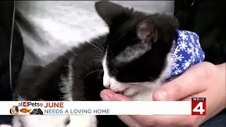 Live In The D: Help homeless pets find a home this holiday season