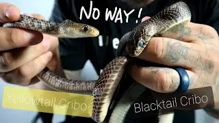 Reptiles! My Drymarchon Yellowtail/Blacktail Cribos!