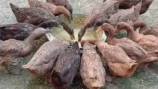 হাঁস পালনের পদ্ধতি, খাকি কেম্বেল হাঁসের খামার,হাঁসের কৃমির ওষুধ, হাসের চুনা পায়খানা, duck Farm #duck