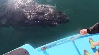 Whale Watching in Nova Scotia-A humpback whale 360 roll by the drifting boat.  Mariner Cruises