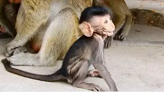 AMINA Baby Monkey Very Adorable Baby In Troop, Amina Is The First Baby Girl