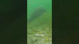 Under Water Bird 😱