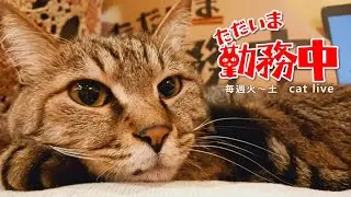 2026.1.16【Cat Live Stream】看板猫かもめの『ただいま勤務中』