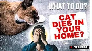 What Happens If a Cat Dies in Your Home? #catcare #catpet