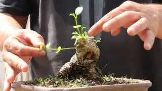 Los principios de un gran bonsai shohin