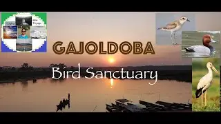 Gajoldoba|| Bird Safari|| Bhorer Alo|| Jalpaiguri|| Teesta Barrage|| Migratory Bird|| North Bengal||