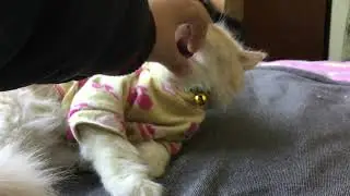 My cat