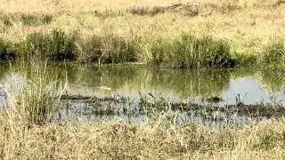 Birds bully a crocodile back into water