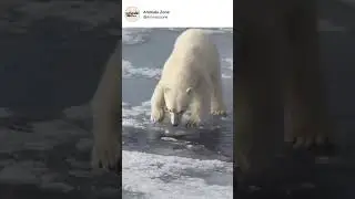 A lone polar bear navigating the frozen wilderness&mdash;focused, fierce, and resilient.