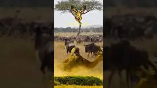LEOPARD vs DEER - Epic Moment Leopard Hunt Deer In Jungle #wildlife #animals #leopard