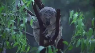 Absolutely Wild Visuals Showreel