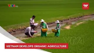 Vietnam develops organic agriculture | VTV World
