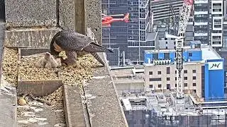 #falcon CAM3#27 mother birds brings food to feed her chicks in the nest, Falcon babies feeding