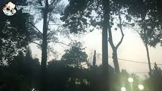 Relaxing music Real morning bird singing | musik relax suara burung bernyayi velalosa