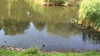 Park Widzewski - Park Miejski w Łodzi, Osiedle Widzew