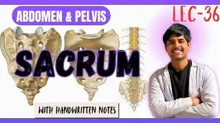 Sacrum Bone Anatomy | Features & Attachments | MBBS 1st Year