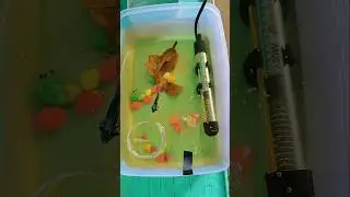 betta fish breeding setup #shorts