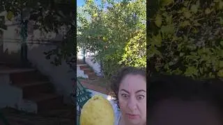lemon as big as my head!  Citron! #lemons  #lemontree #italy #amalfi   #fyp