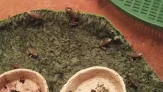 56 day old Polywogs, now froglets ^_^