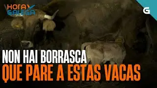 🐄Non hai BORRASCA que PARE a estas VACAS | HORA GALEGA