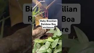 Brazilian Rainbow Boa bioactive enclosure!