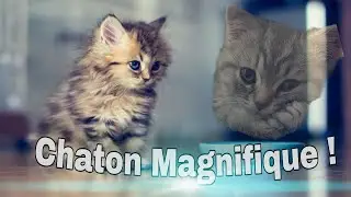 Chaton Magnifique !