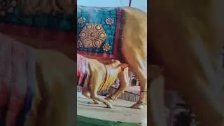 Laddu gopal thakur ji 66 is live