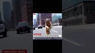 😂 America&rsquo;s Funniest Chase! 🐶 Dog on Scooter Leaves Police in the Dust! 🚓💨 #viralvideo #funnyanimals