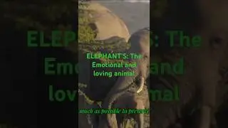 Elephant's: The loving animal. #elephant #elephantfamily #documentaryseries #conservationjourney