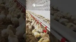 Вакцинация бройлеров с помощью медикатора Dosatron | Оборудование SAGRADA