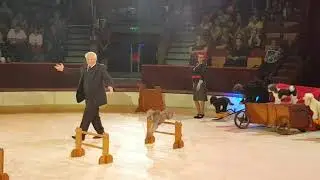 Fővárosi Nagycirkusz 2021 Dog Act