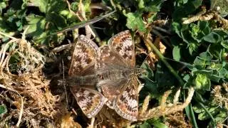 Dingy Skipper mating pair