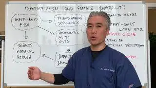 Hypothyroidism (Hashimoto's) and Female Infertility