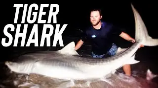 Fisherman Lands a HUGE Tiger Shark from the Beach! 🦈🔥 (Epic Catch & Release)