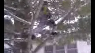 branch breaks