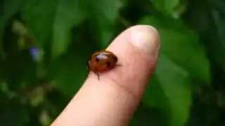 Pikapolonica - Pika poka pikapolonica - otro&scaron;ka pesmica