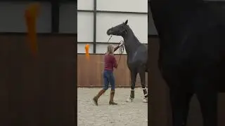 It's all about the right body language 🐴  #horse #equestrian #horseriding #horsetraining