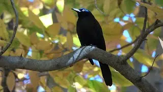 Common Grackle, The Bronx, New York City, USA