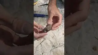 Cubic pyrite nodule Austin chalk formation North Texas