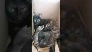stray cat mom hugs her kittens while feeding