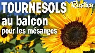 Semer des tournesols pour son balcon