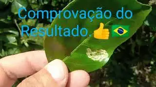 Controle da Mosca da Fruta. Resultado! 